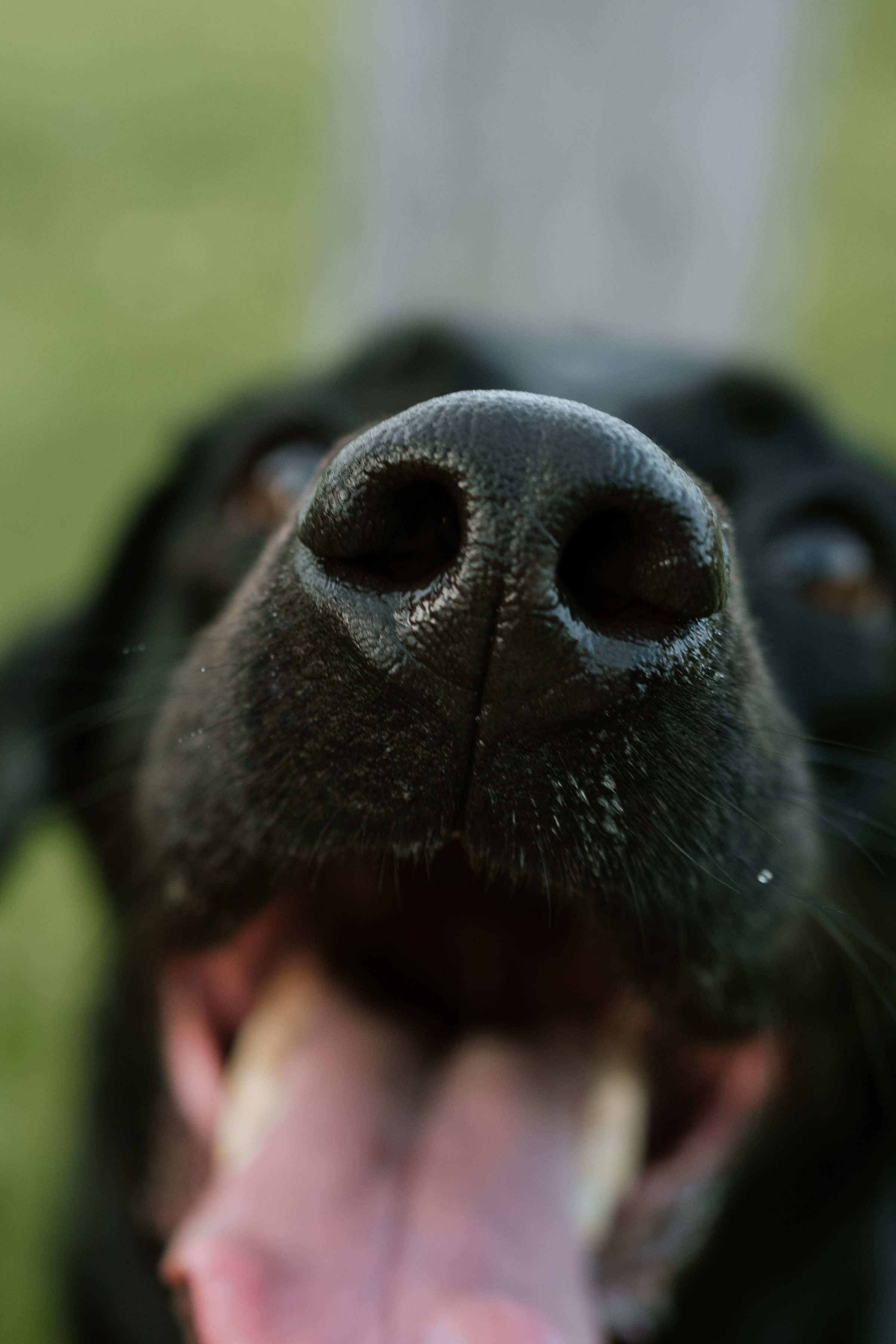 Close-up of black dog